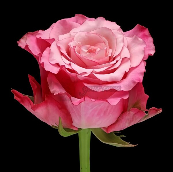 Ramonda Rose plant丨Your roses