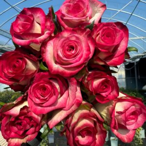 Raspberry lce Rose丨Your roses