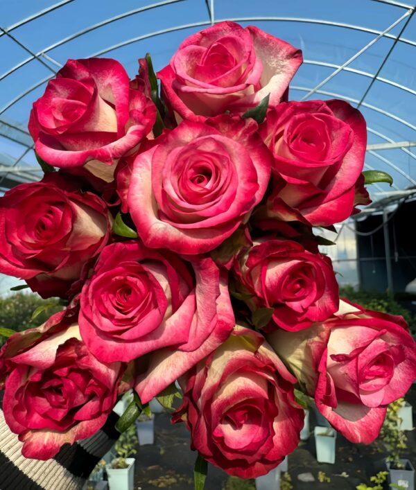 Raspberry lce Rose丨Your roses