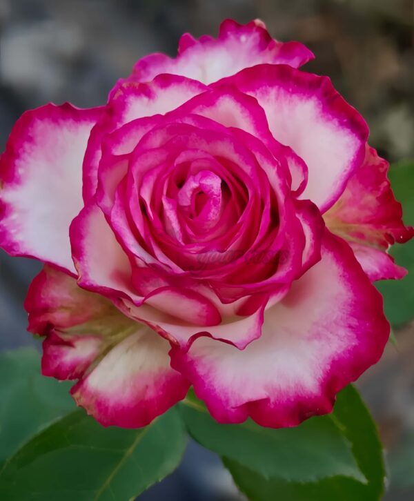 Raspberry lce Rose for sale丨Your roses