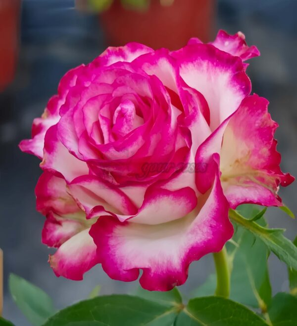 Raspberry lce Rose丨Your roses