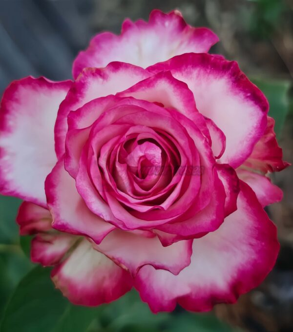 Raspberry lce Rose plant丨Your roses