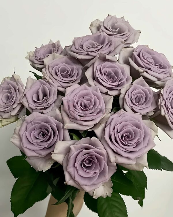 Shocking Blue Rose 丨Your roses