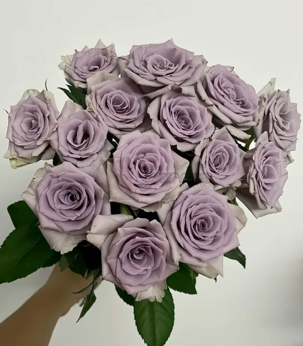 Shocking Blue Rose丨Your roses