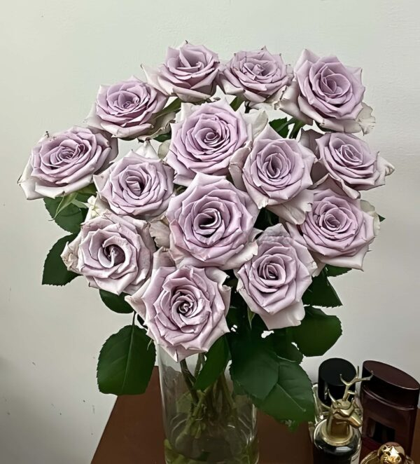 Shocking Blue Rose丨Your roses