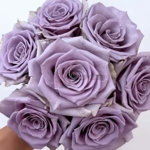 Shocking Blue Rose 丨Your roses