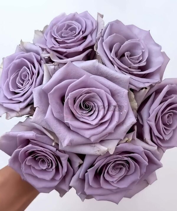 Shocking Blue Rose 丨Your roses