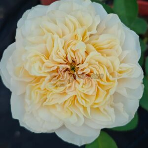 Shuttle Rose for sale丨Your roses