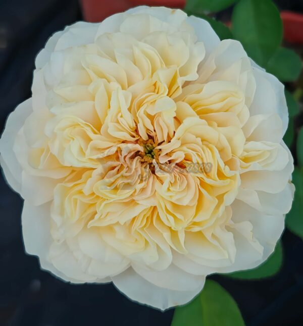 Shuttle Rose for sale丨Your roses