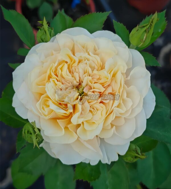 Shuttle Rose plant丨Your roses