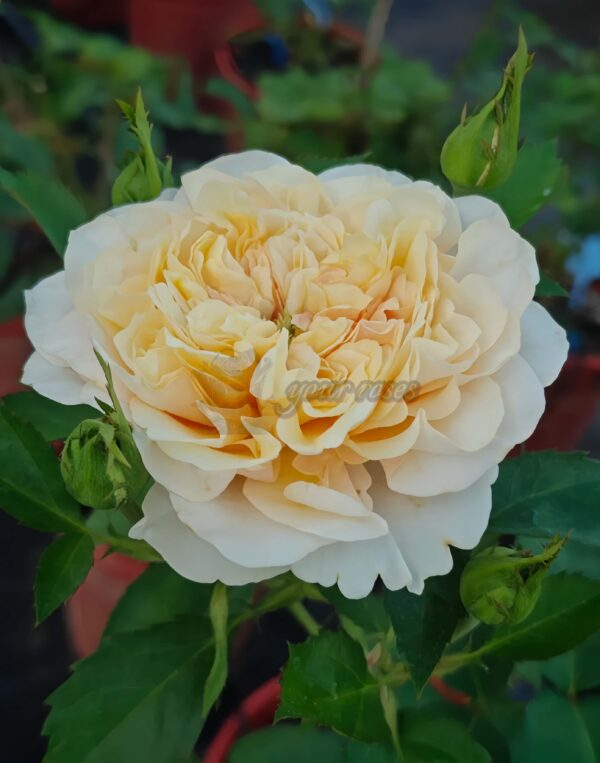 Shuttle Rose丨Your roses