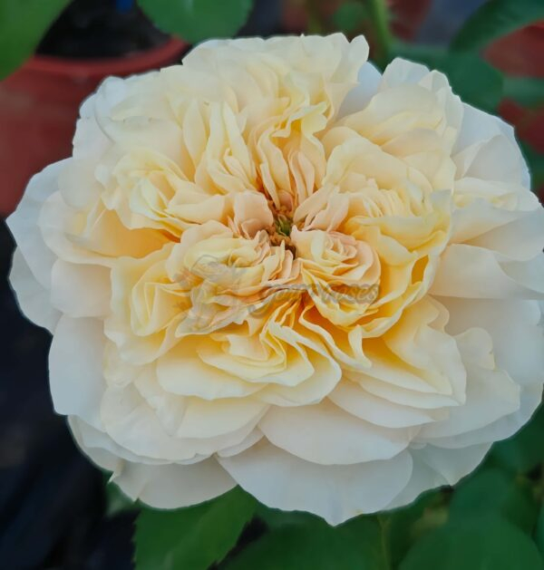 Shuttle Rose丨Your roses