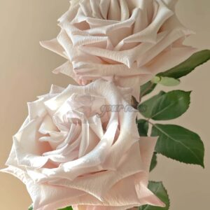 Silver Sand Rose丨Your roses