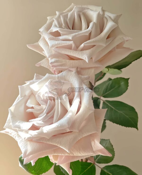 Silver Sand Rose丨Your roses
