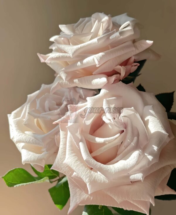 Silver Sand Rose for sale丨Your roses