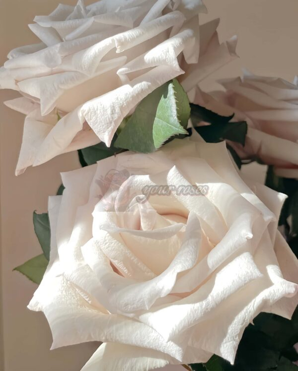 Silver Sand Rose