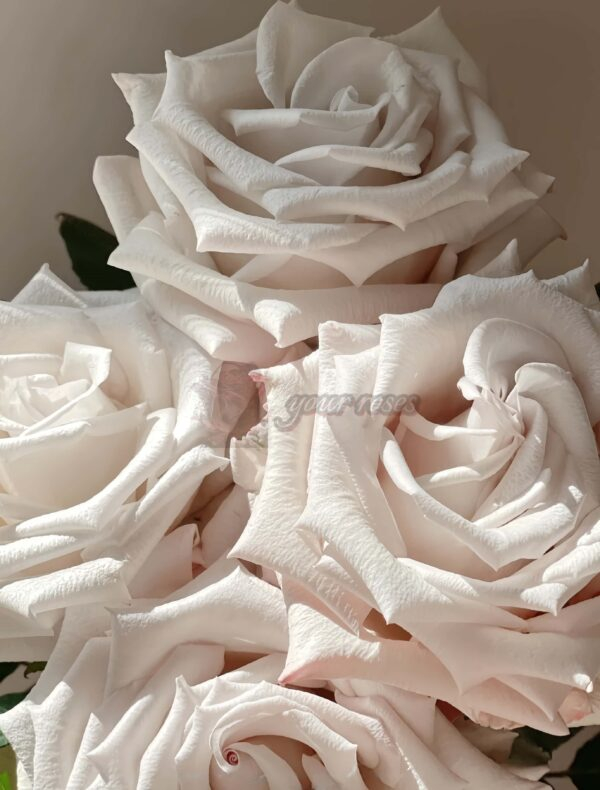 Silver Sand Rose plant丨Your roses