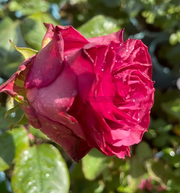 Venturoso Rose plant丨Your roses