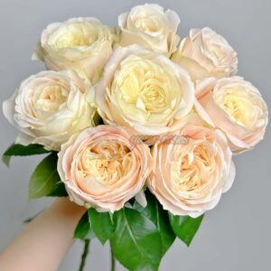 Ailor Rose for sale丨Your roses