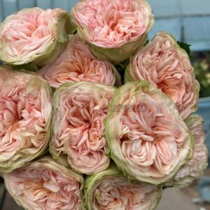 Amberley Park Rose for sale丨Your roses