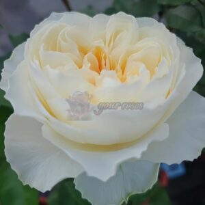 Antonia Garden Rose丨Your roses