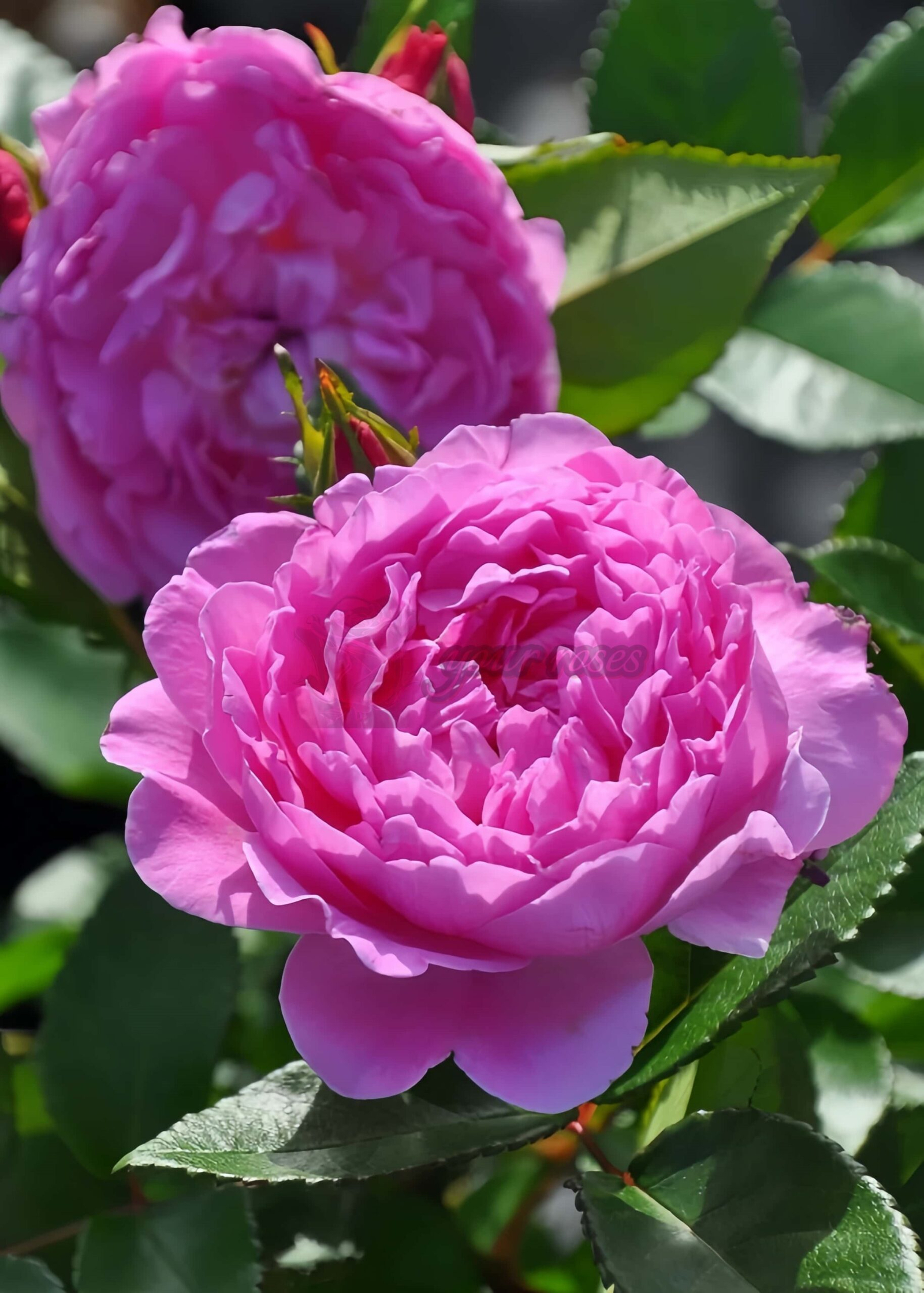 BAle des Anges Romantica Rose丨Your roses