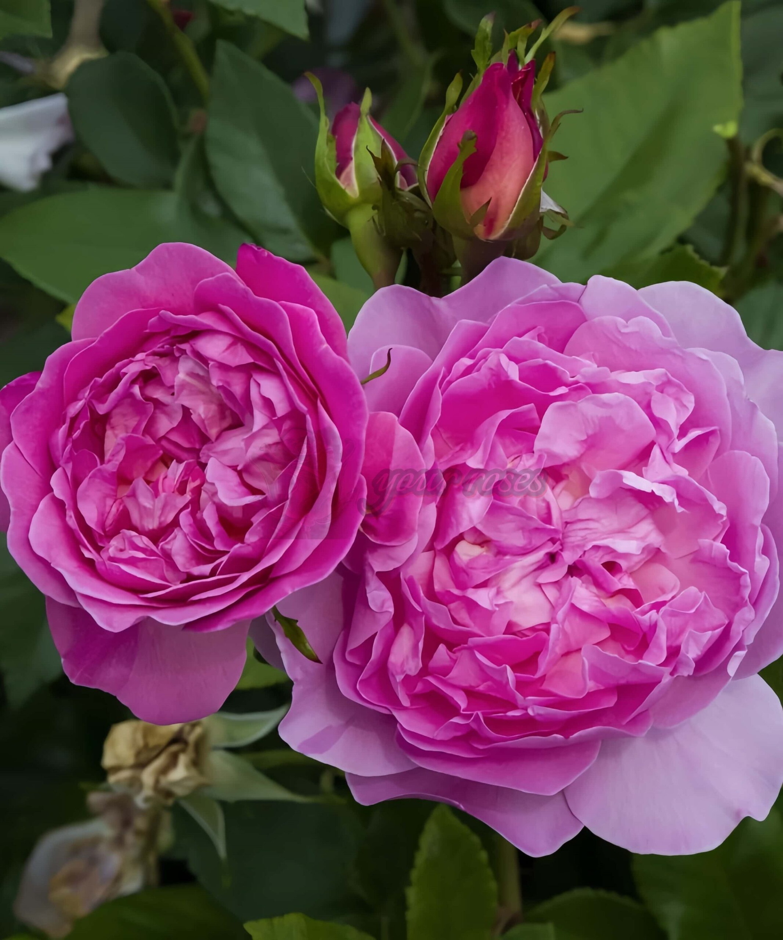 BAle des Anges Romantica Rose plant丨Your roses