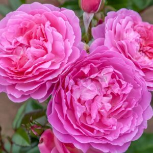 BAle des Anges Romantica Rose丨Your roses