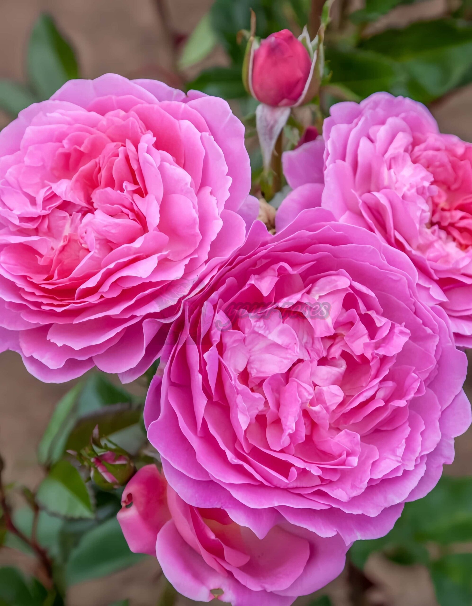 BAle des Anges Romantica Rose丨Your roses