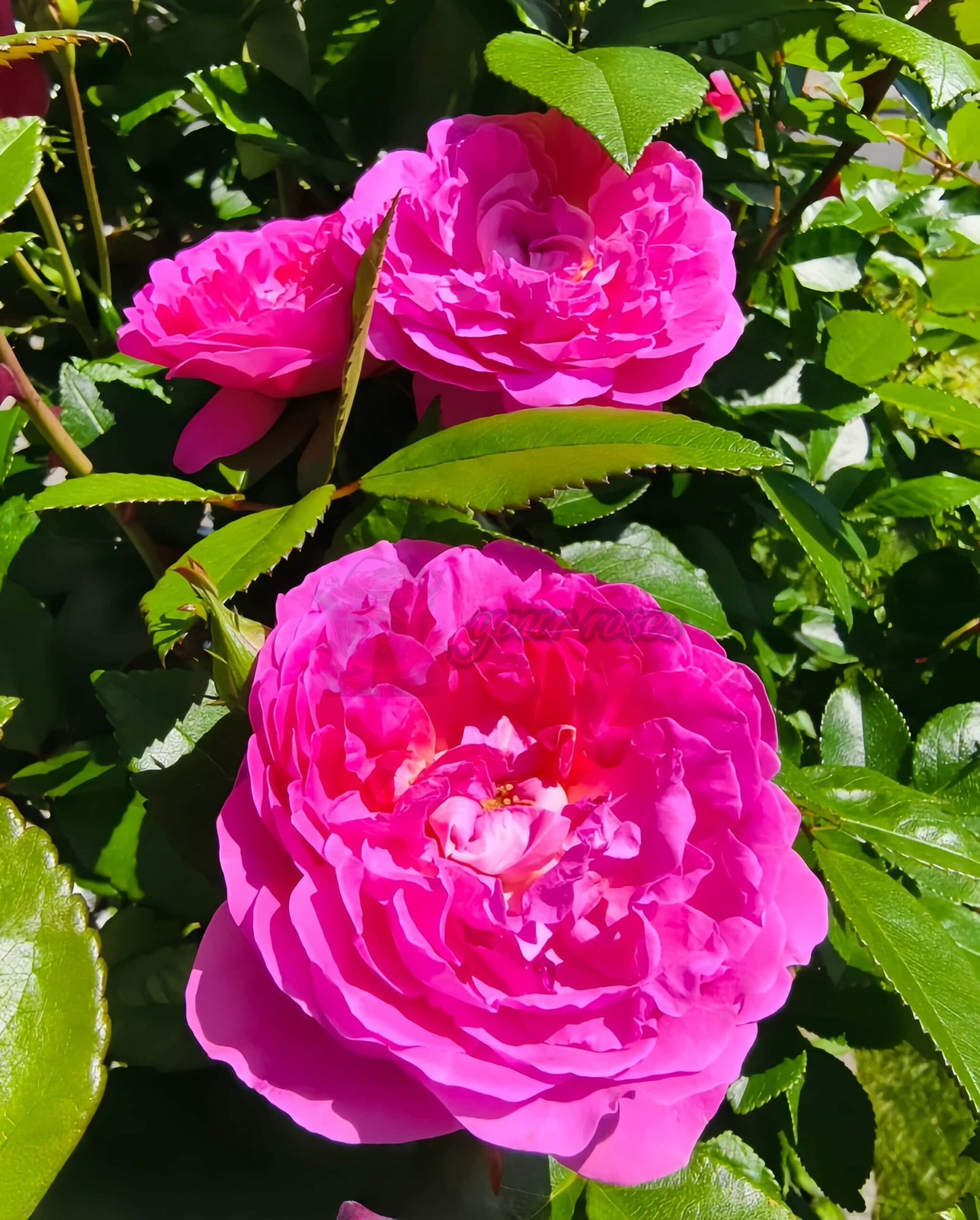 BAle des Anges Romantica Rose for sale丨Your roses