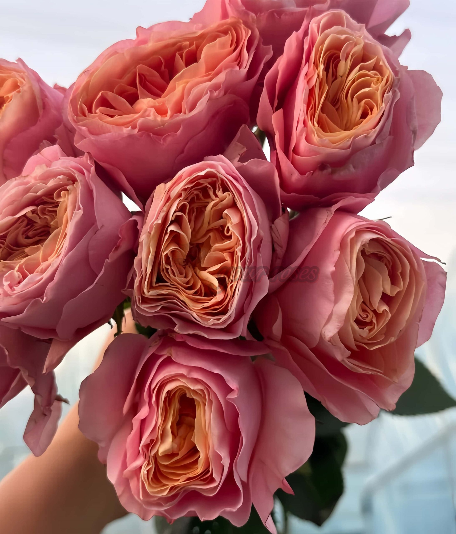 Bit more Rose丨Your roses