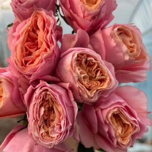 Bit more Rose plant丨Your roses