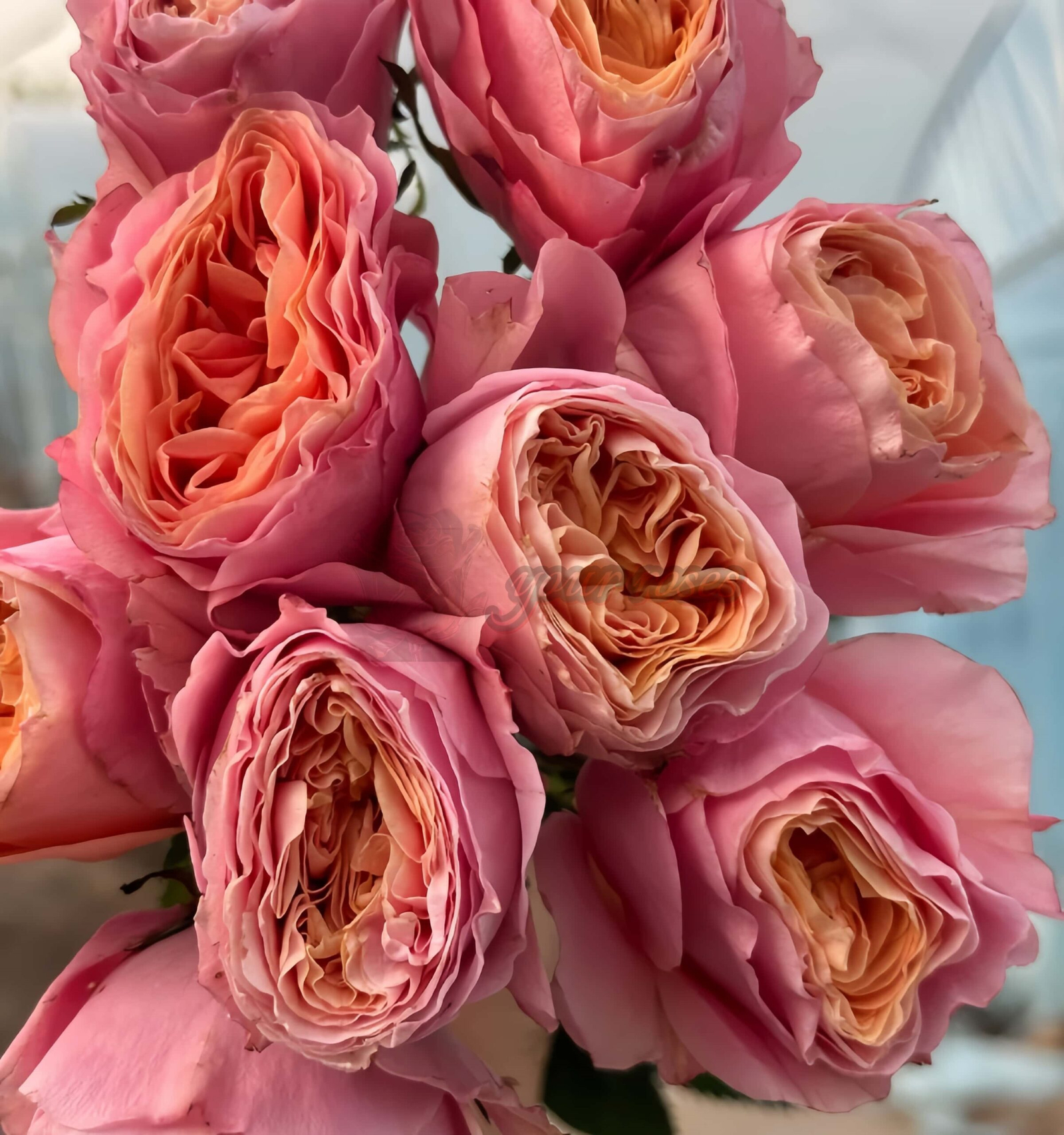 Bit more Rose plant丨Your roses