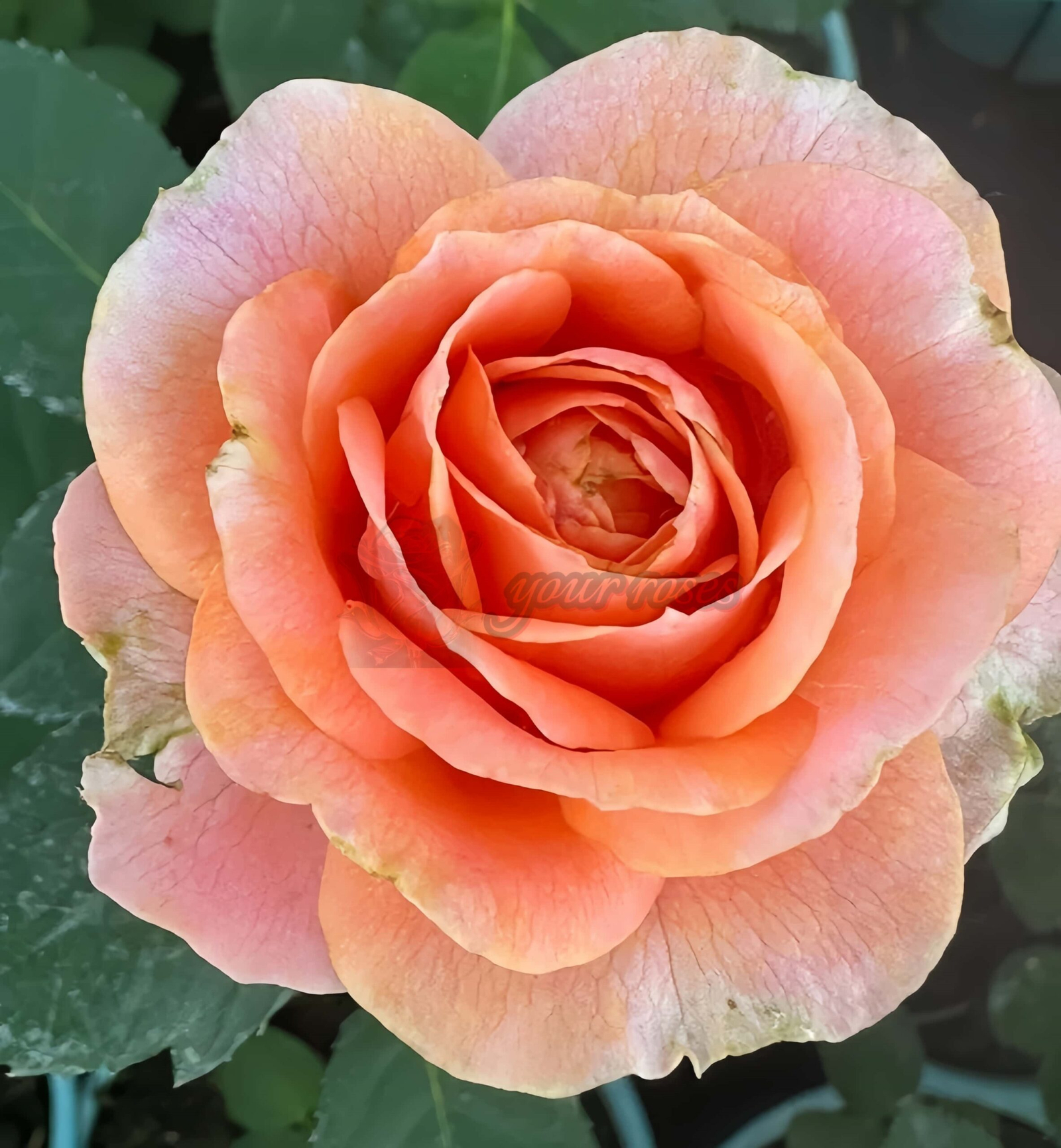 Bit more Rose丨Your roses