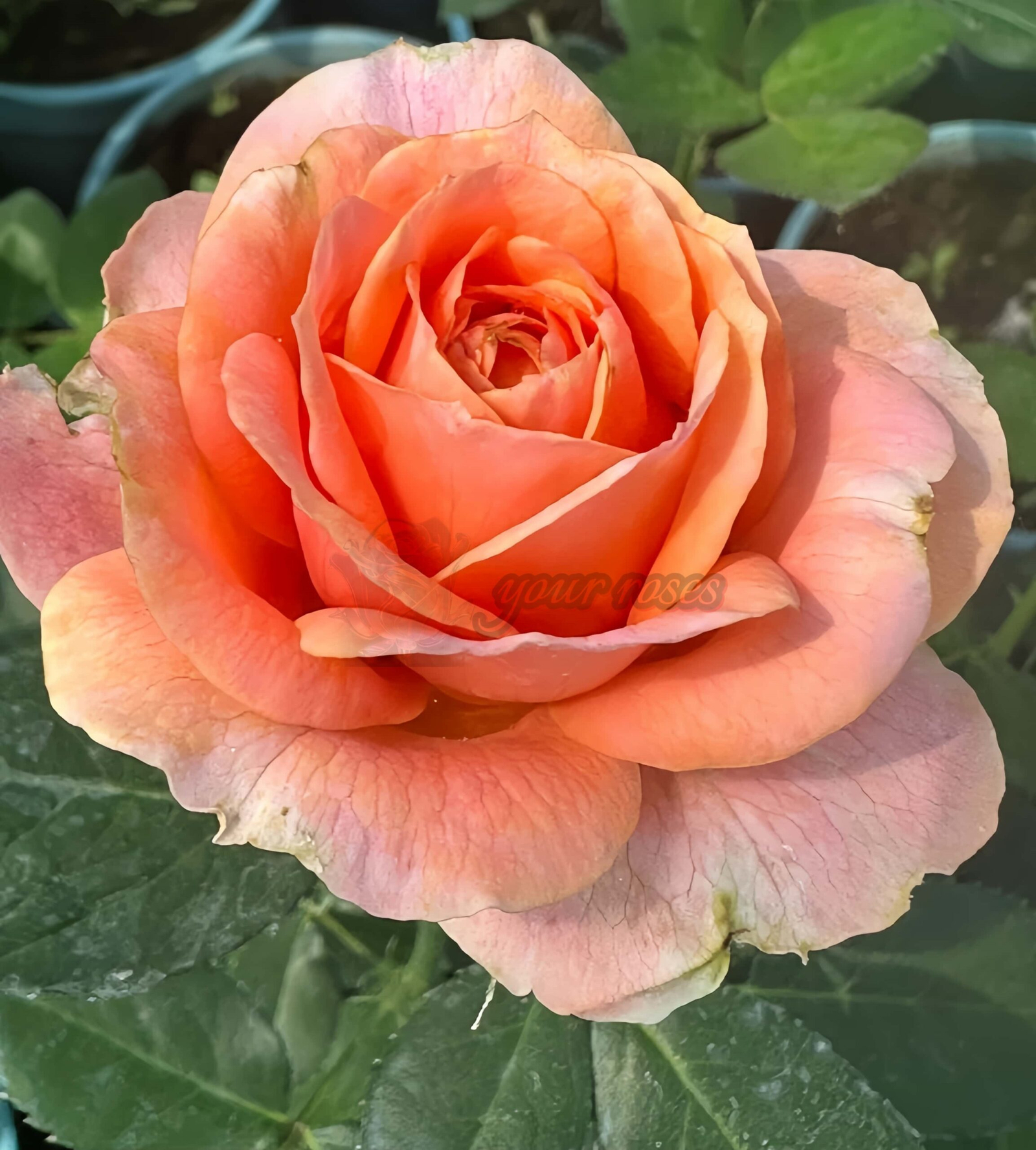 Bit more Rose for sale丨Your roses