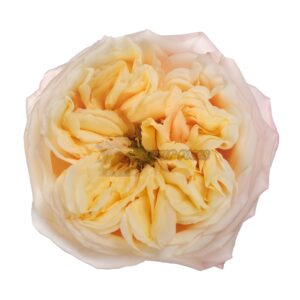 Blush X Pression Rose丨Your roses