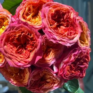 Campari Rose for sale丨Your roses