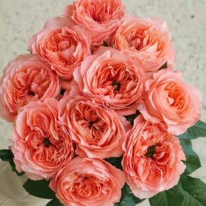 Candy X-Pression Rose丨Your roses