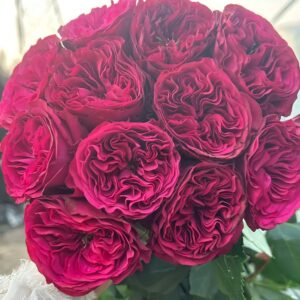 Cherry Velvet Rose丨Your roses