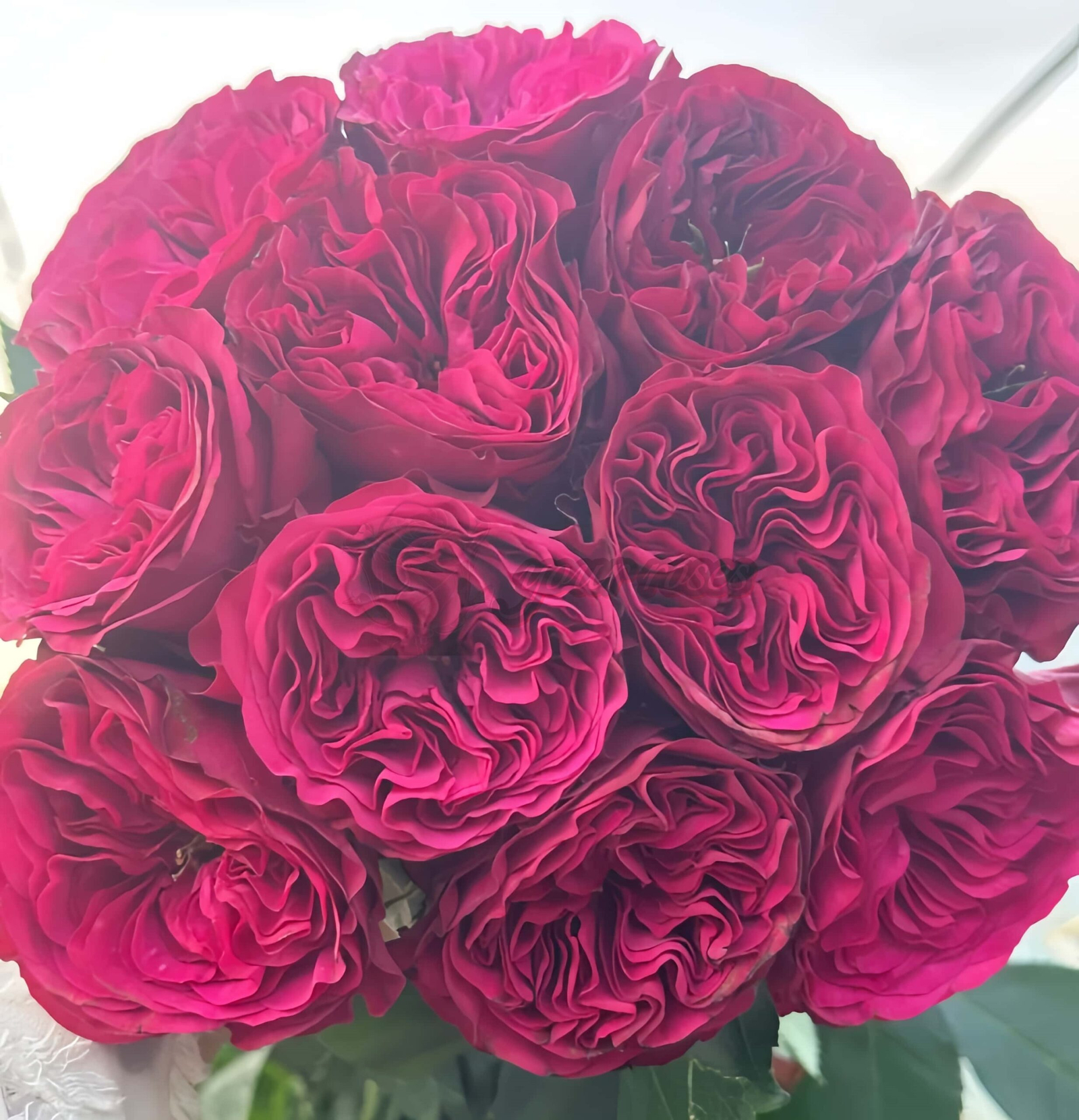 Cherry Velvet Rose plant丨Your roses