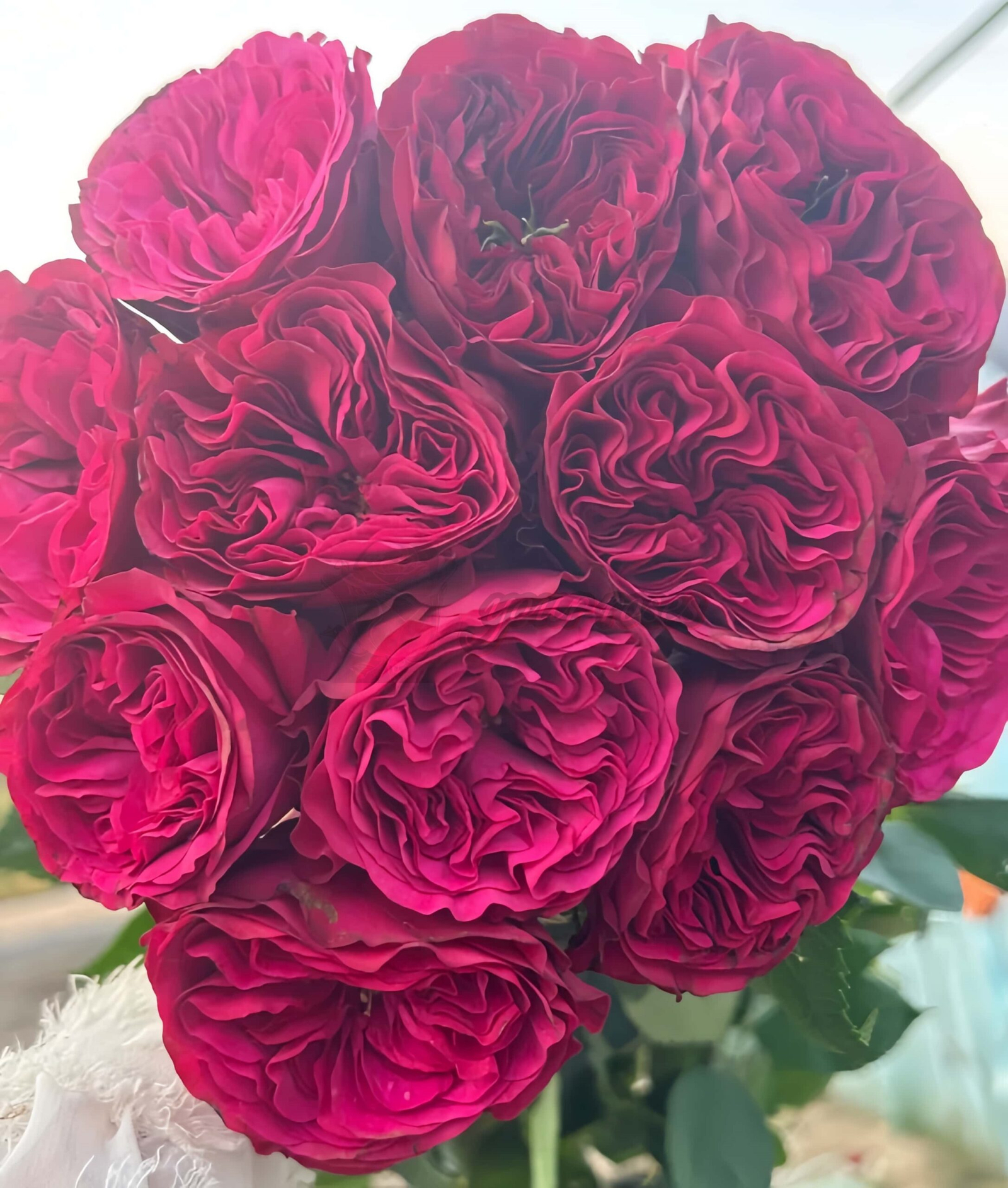 Cherry Velvet Rose丨Your roses