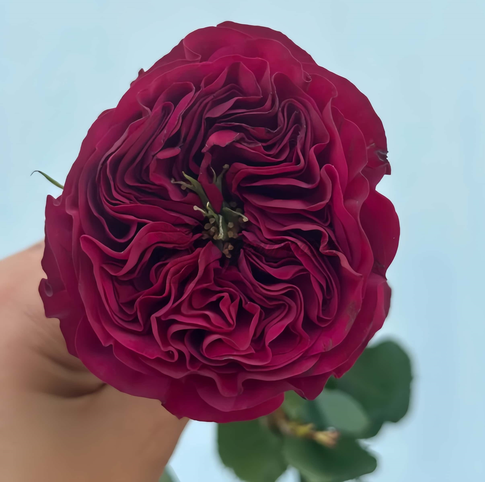 Cherry Velvet Rose for sale丨Your roses