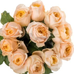 Chester Square Rose for sale丨Your roses