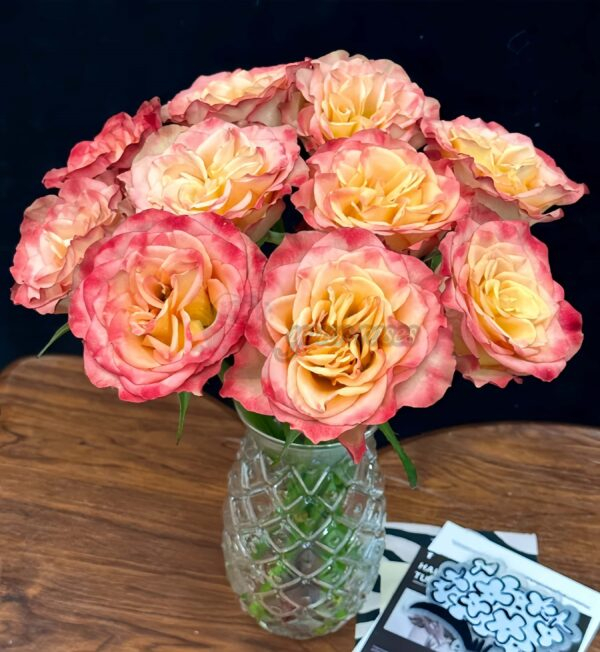 Chili Love Rose for sale丨Your roses