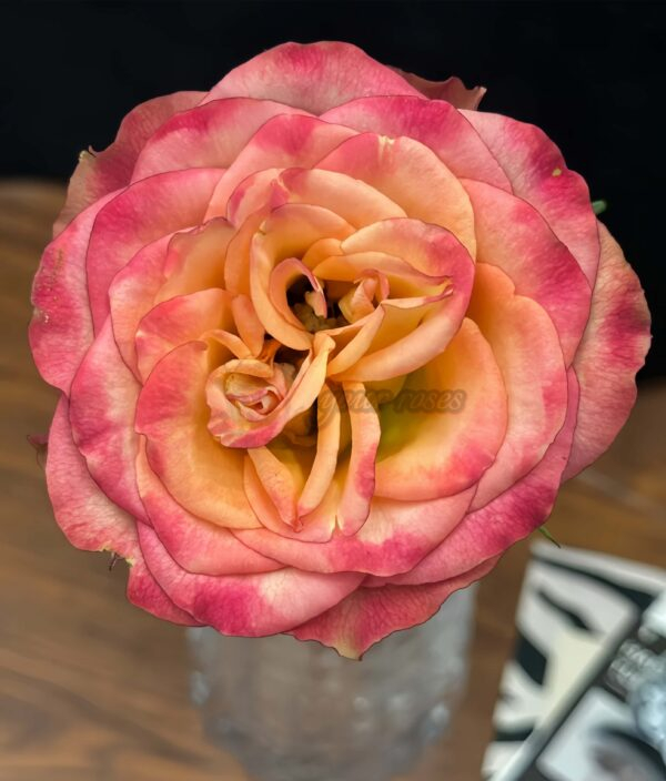 Chili Love Rose丨Your roses