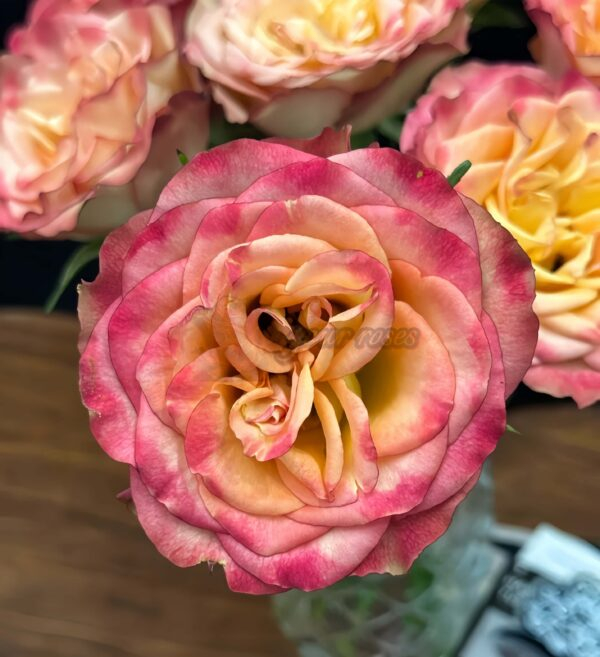Chili Love Rose plant丨Your roses