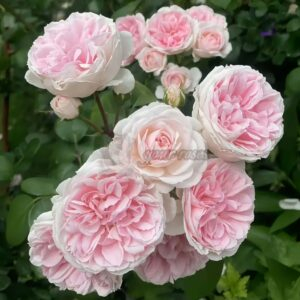 Cinderella Rose丨Your roses