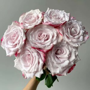 DFR139 Rose丨Your roses