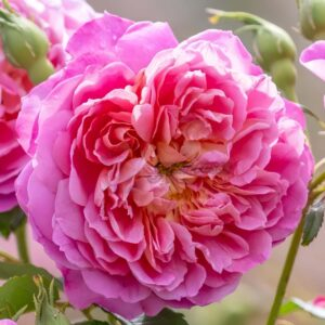 Emma Bridgewater Rose plant丨Your roses