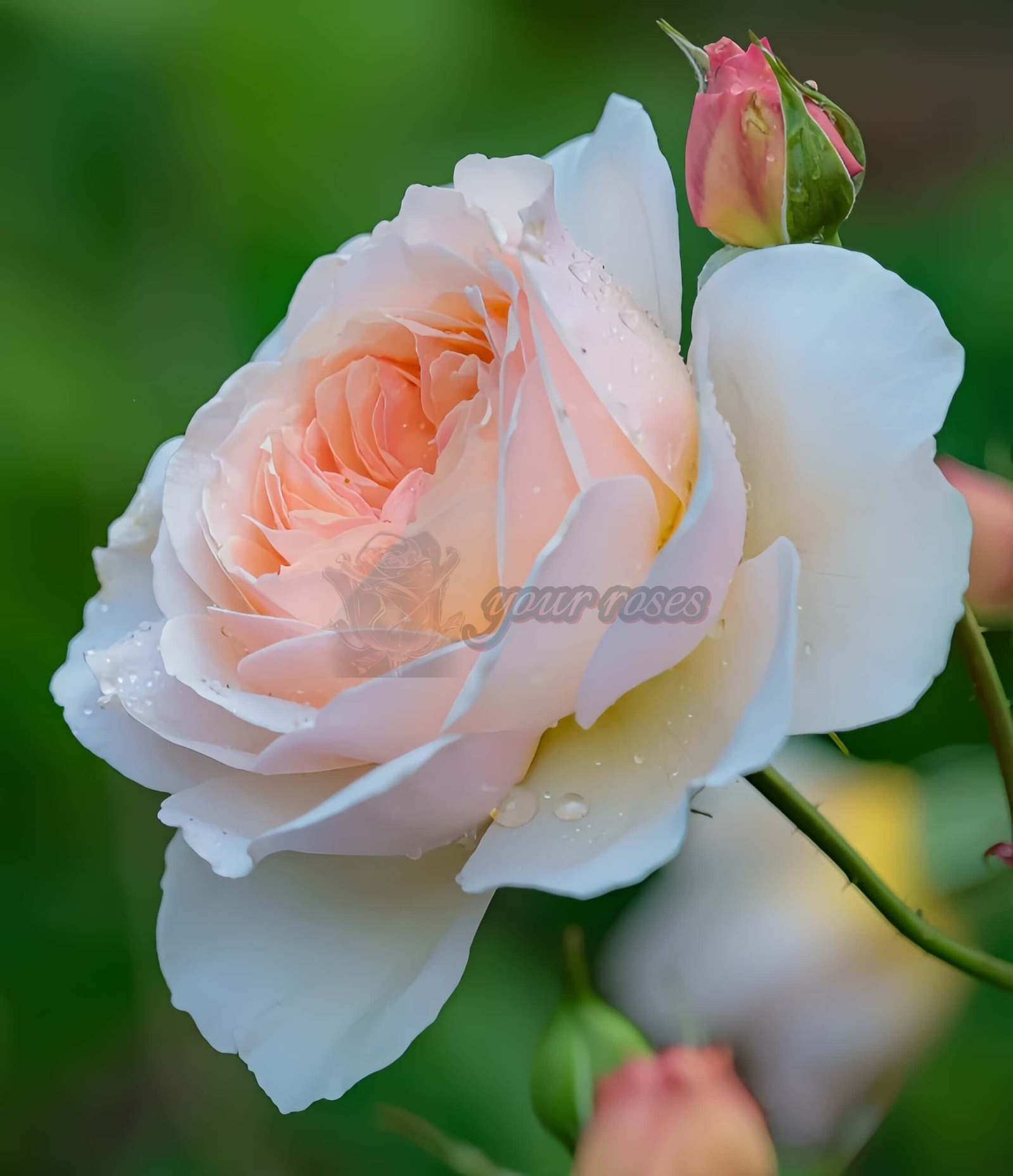 Flod Farm Rose丨Your roses